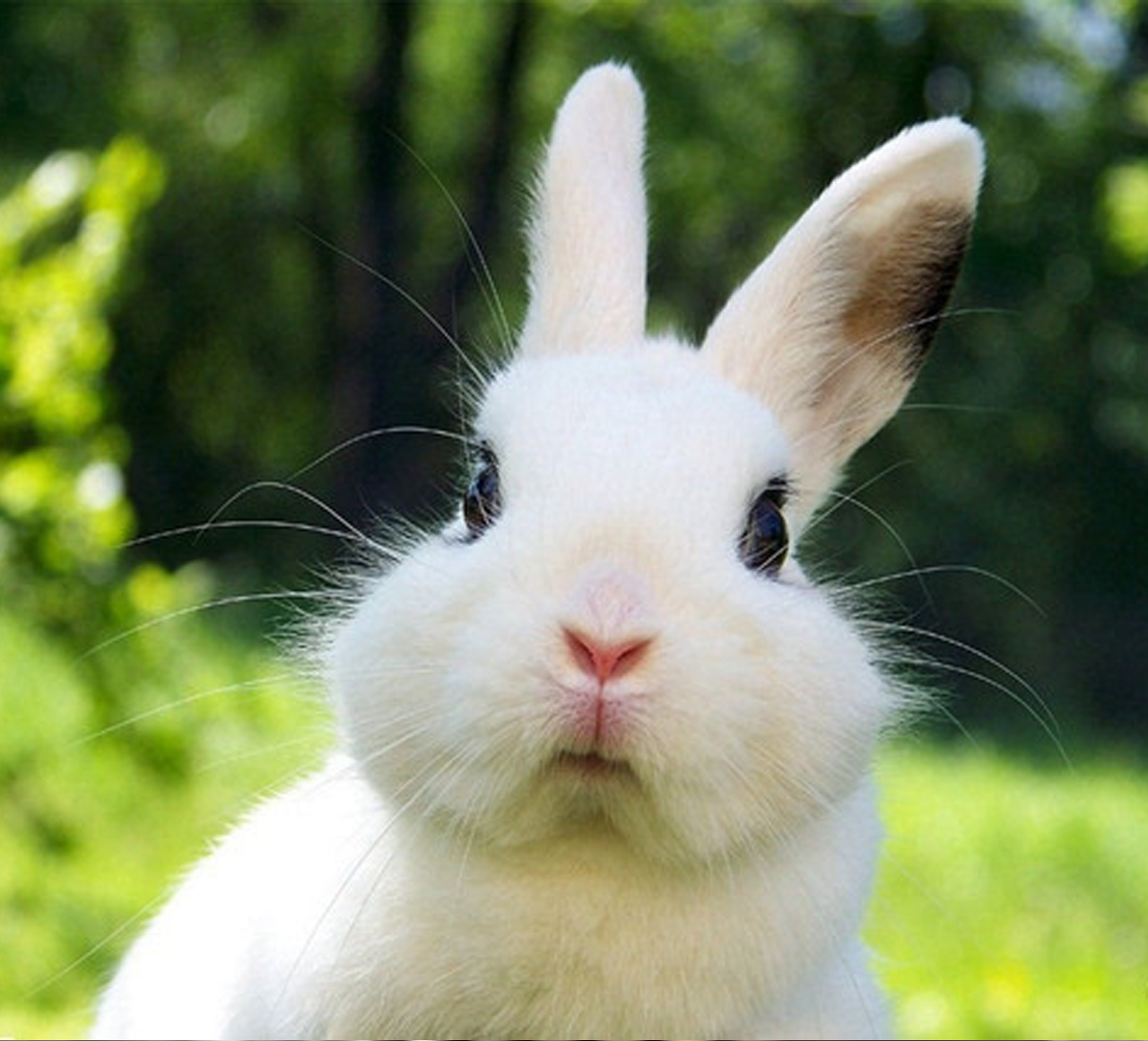 GPRS氨氣傳感器應用