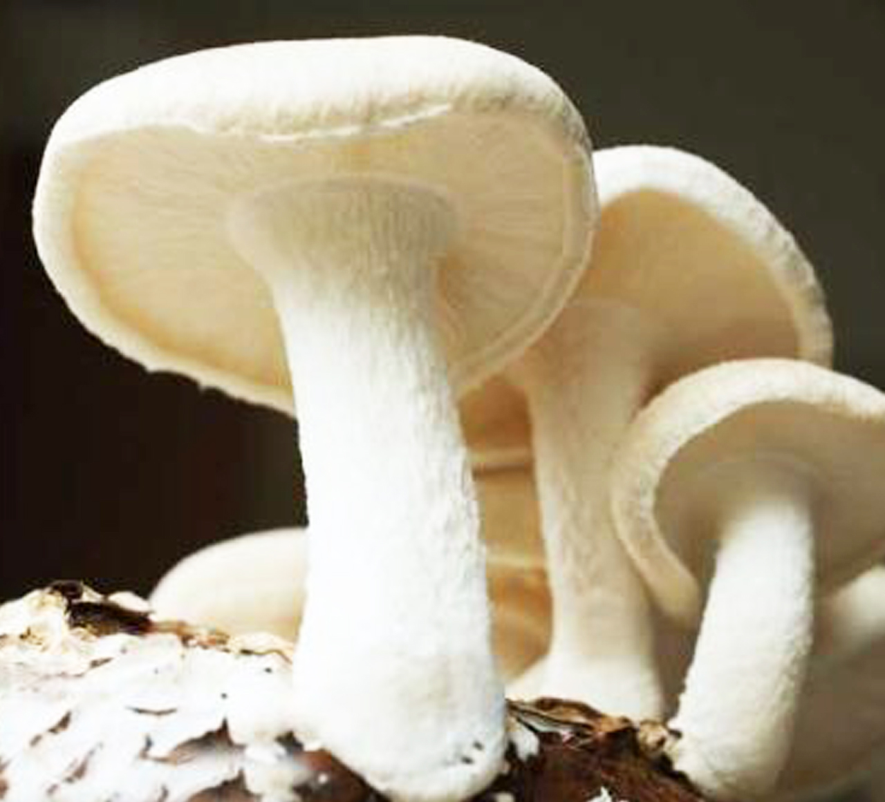 蘑菇環(huán)境監(jiān)控系統(tǒng)